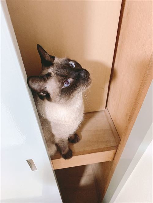 猫 シャム MIX あずき のべ子 枕 布団