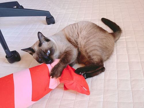 猫 シャム MIX あずき のべ子 枕 布団