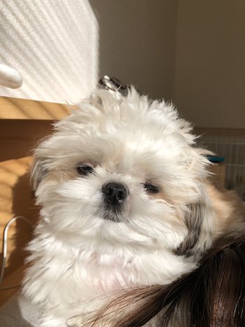 シーズー