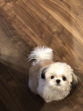 シーズー チワワ 日曜 朝 おねむ 目 米粒 犬