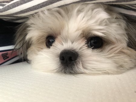 シーズー チワワ 日曜 朝 おねむ 目 米粒 犬