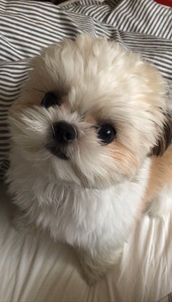 シーズー チワワ 日曜 朝 おねむ 目 米粒 犬