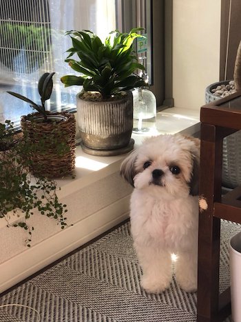 シーズー チワワ 日曜 朝 おねむ 目 米粒 犬