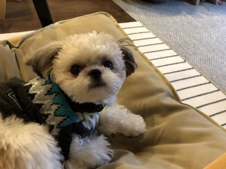 シーズー チワワ 日曜 朝 おねむ 目 米粒 犬