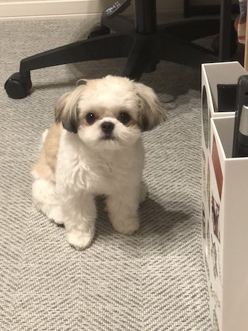 シーズー チワワ 日曜 朝 おねむ 目 米粒 犬