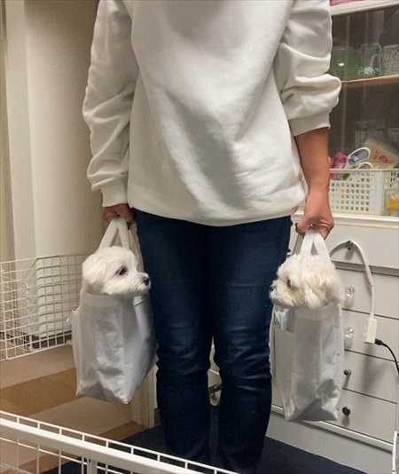 犬 バッグ LINE 家族 マルチーズ