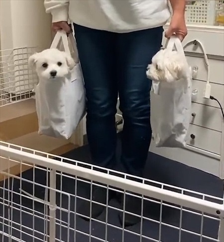 犬 バッグ LINE 家族 マルチーズ