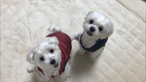 犬 バッグ LINE 家族 マルチーズ