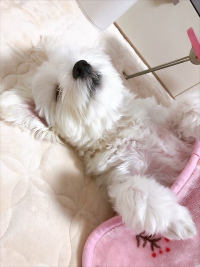 犬 バッグ LINE 家族 マルチーズ