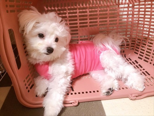 犬 バッグ LINE 家族 マルチーズ