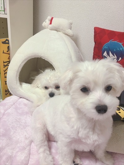 犬 バッグ LINE 家族 マルチーズ