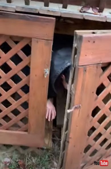 子ども　kids　赤ちゃん　いたずら　ハプニング動画　海外動画　男の子