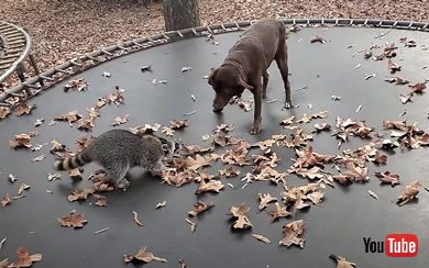 犬 アライグマ トランポリン じゃれ合う