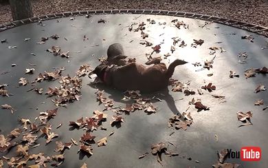 犬 アライグマ トランポリン じゃれ合う