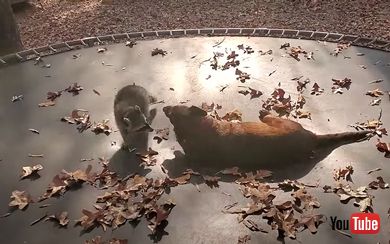 犬 アライグマ トランポリン じゃれ合う