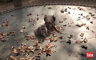 犬 アライグマ トランポリン じゃれ合う