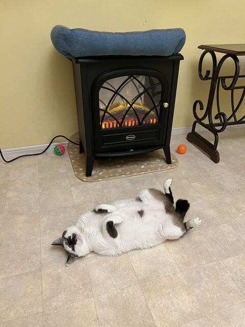 ハツくん 猫 暖炉 ストーブ