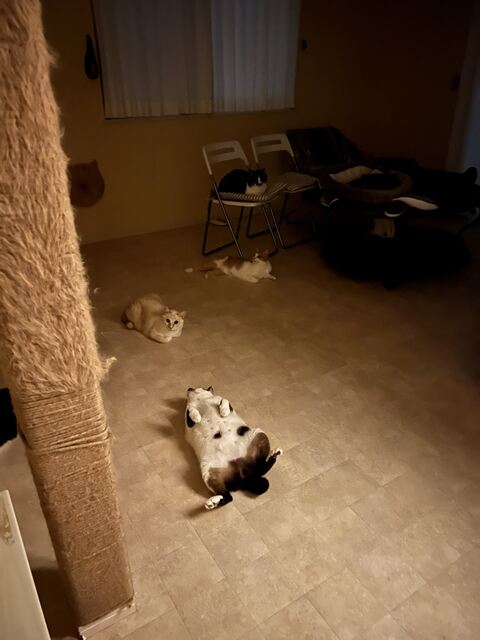 ハツくん 猫 暖炉 ストーブ