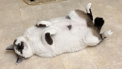 ハツくん 猫 暖炉 ストーブ