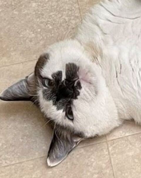 ハツくん 猫 暖炉 ストーブ