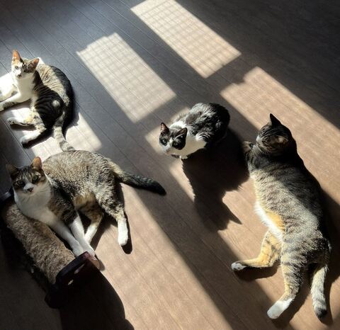 ハツくん 猫 暖炉 ストーブ