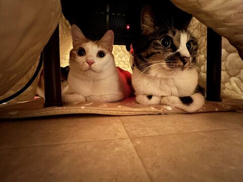 ハツくん 猫 暖炉 ストーブ