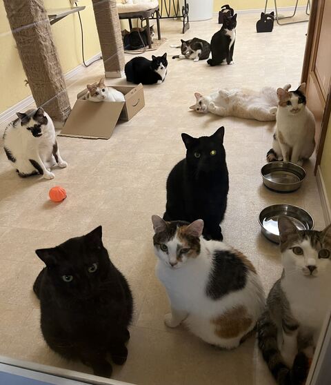 ハツくん 猫 暖炉 ストーブ