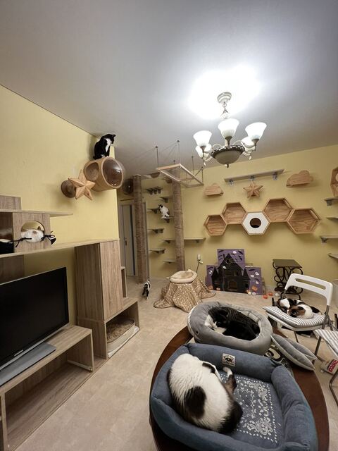 ハツくん 猫 暖炉 ストーブ