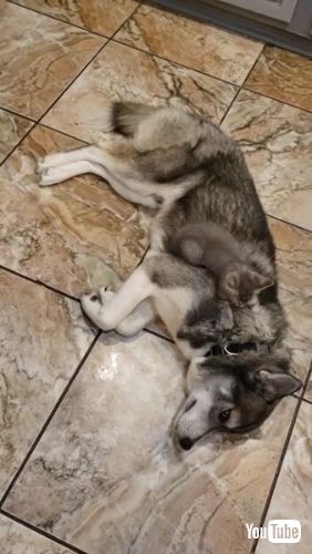 犬 子猫 乗る ふみふみ 仲良し 兄