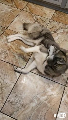 犬 子猫 乗る ふみふみ 仲良し 兄