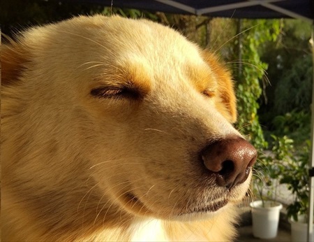 飼い主さんに肩もみをしてもらうワンちゃん