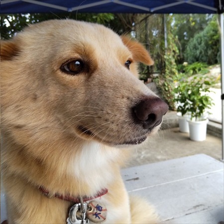 飼い主さんに肩もみをしてもらうワンちゃん