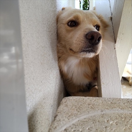 飼い主さんに肩もみをしてもらうワンちゃん ワンコ 表情 面白 かわいい 肩もみ 久米島 久米島スポーツ