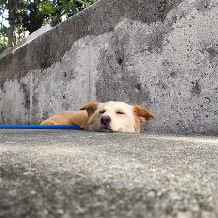 飼い主さんに肩もみをしてもらうワンちゃん ワンコ 表情 面白 かわいい 肩もみ 久米島 久米島スポーツ