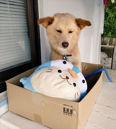 飼い主さんに肩もみをしてもらうワンちゃん ワンコ 表情 面白 かわいい 肩もみ 久米島 久米島スポーツ