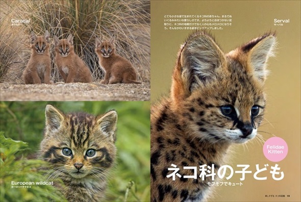 美しすぎるネコ科図鑑 猫 無料 ためし読み きれい 猫画像 かわいい マヌルネコ スナネコ ユキヒョウ 