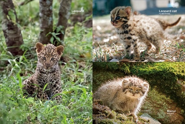 美しすぎるネコ科図鑑 猫 無料 ためし読み きれい 猫画像 かわいい マヌルネコ スナネコ ユキヒョウ