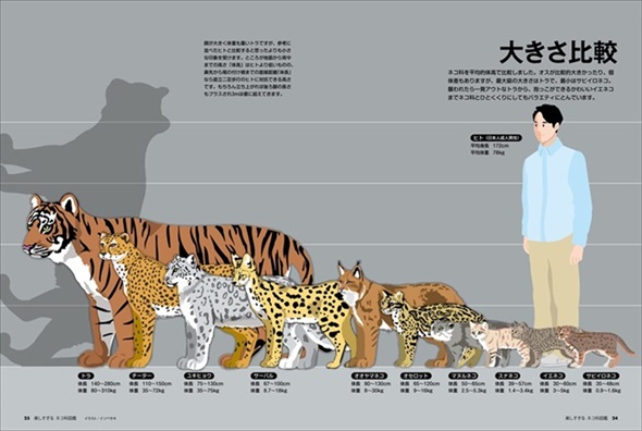 美しすぎるネコ科図鑑 猫 無料 ためし読み きれい 猫画像 かわいい マヌルネコ スナネコ ユキヒョウ