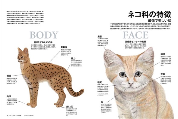 美しすぎるネコ科図鑑 猫 無料 ためし読み きれい 猫画像 かわいい マヌルネコ スナネコ ユキヒョウ