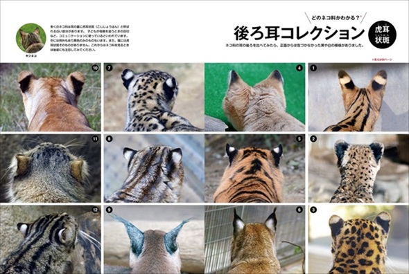 美しすぎるネコ科図鑑 猫 無料 ためし読み きれい 猫画像 かわいい マヌルネコ スナネコ ユキヒョウ