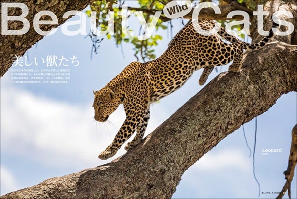 美しすぎるネコ科図鑑 猫 無料 ためし読み きれい 猫画像 かわいい マヌルネコ スナネコ ユキヒョウ