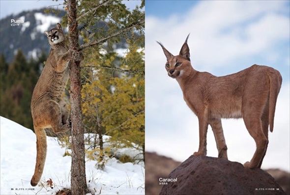 美しすぎるネコ科図鑑 猫 無料 ためし読み きれい 猫画像 かわいい マヌルネコ スナネコ ユキヒョウ