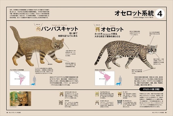 美しすぎるネコ科図鑑 猫 無料 ためし読み きれい 猫画像 かわいい マヌルネコ スナネコ ユキヒョウ
