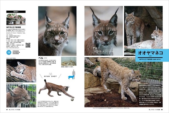 美しすぎるネコ科図鑑 猫 無料 ためし読み きれい 猫画像 かわいい マヌルネコ スナネコ ユキヒョウ