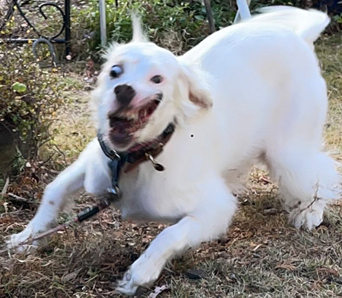 犬 作画 崩壊 麦 美少女 モカ