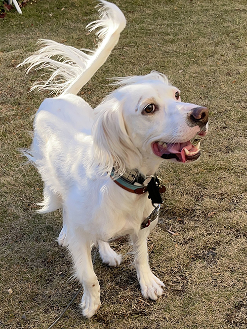 犬 作画 崩壊 麦 美少女 モカ