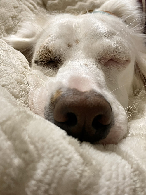 犬 作画 崩壊 麦 美少女 モカ犬 作画 崩壊 麦 美少女 モカ