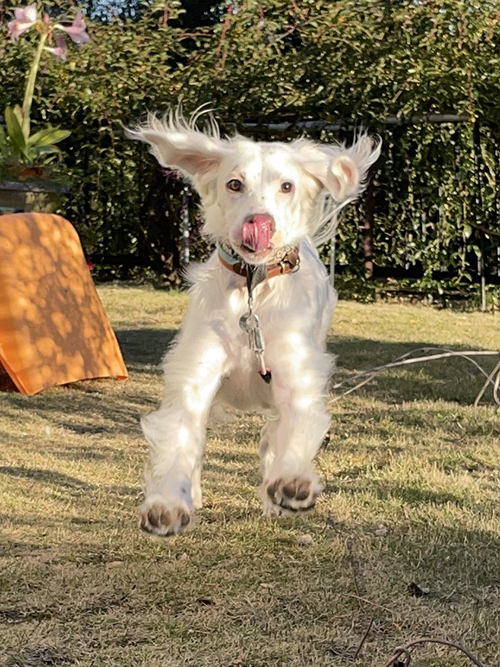 犬 作画 崩壊 麦 美少女 モカ