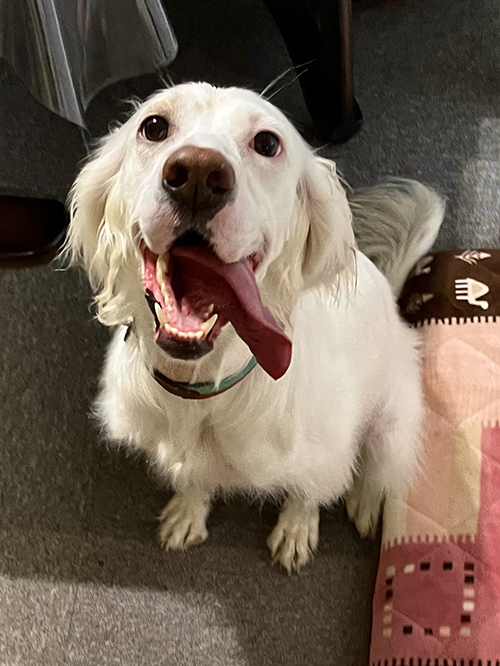 犬 作画 崩壊 麦 美少女 モカ