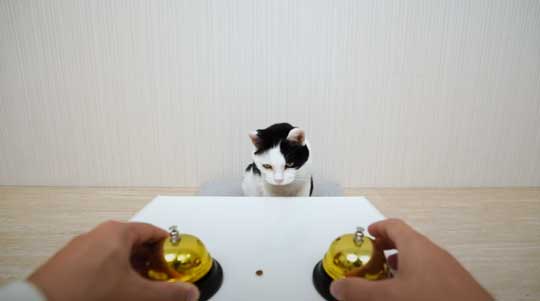 天才 賢い 猫 シャッフルゲーム どっちか 当てる YouTube